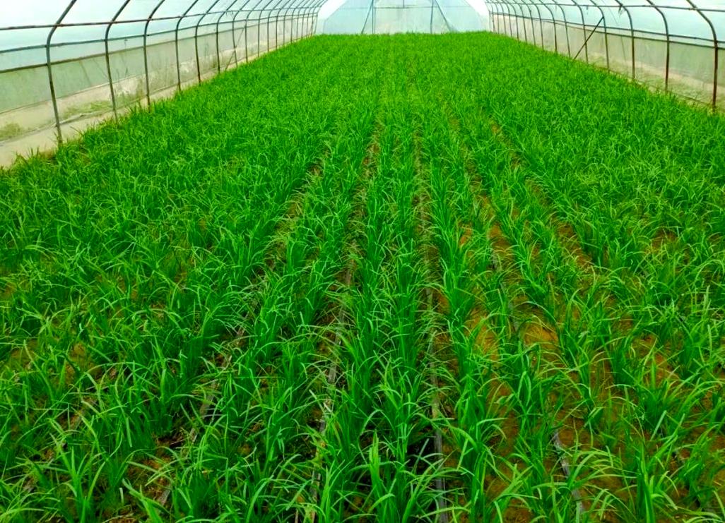 高产韭菜种植技术视频-图1