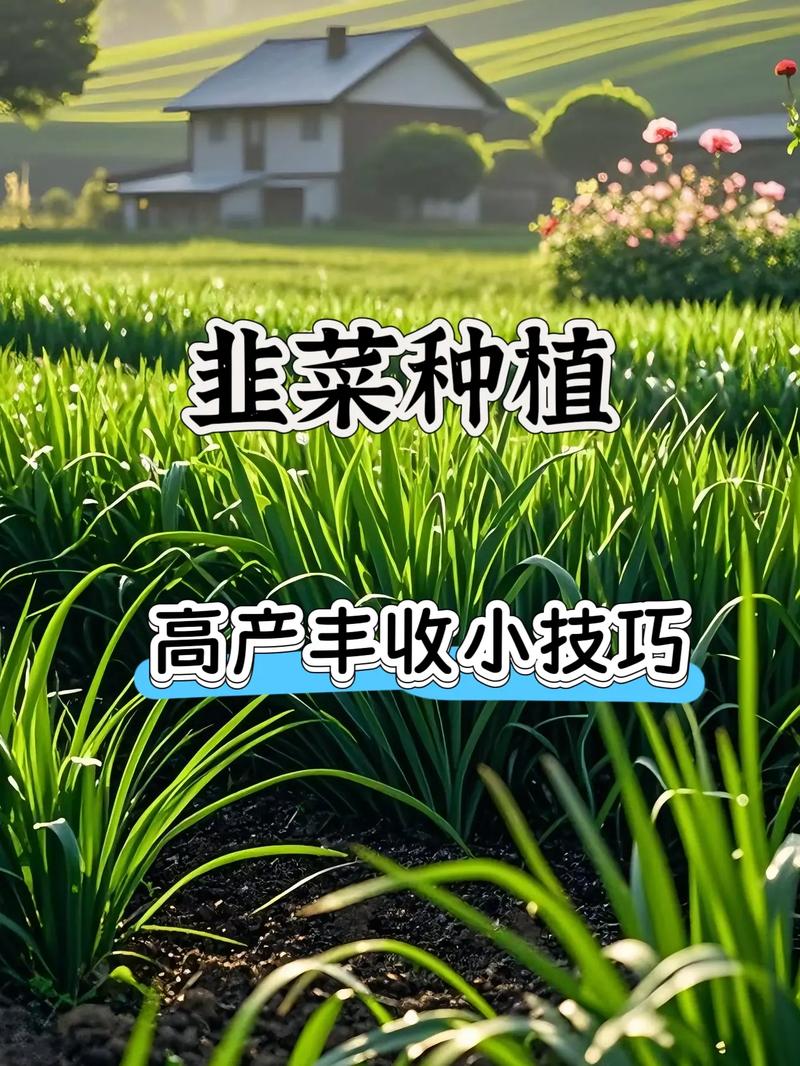 高产韭菜种植技术视频-图3