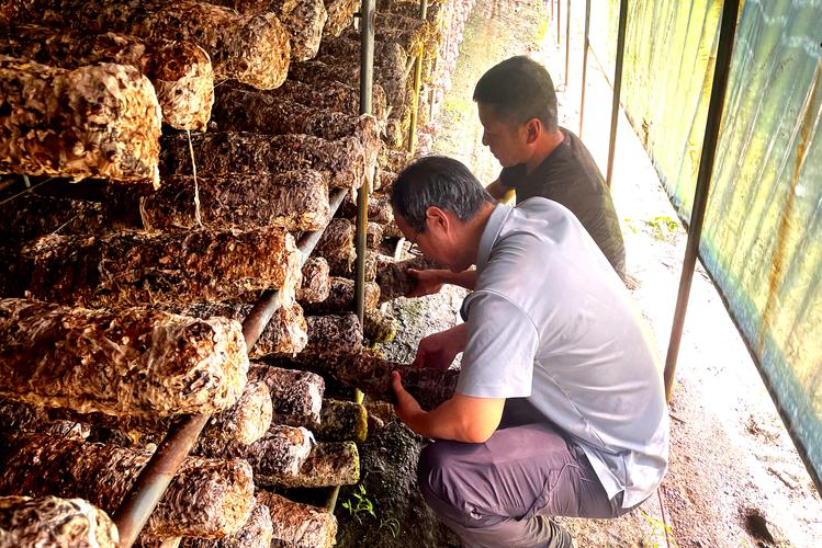 食用菌种培养技术视频，新手能学会吗？-图3