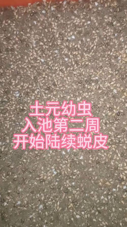 土元幼虫养殖技术要点有哪些？-图1
