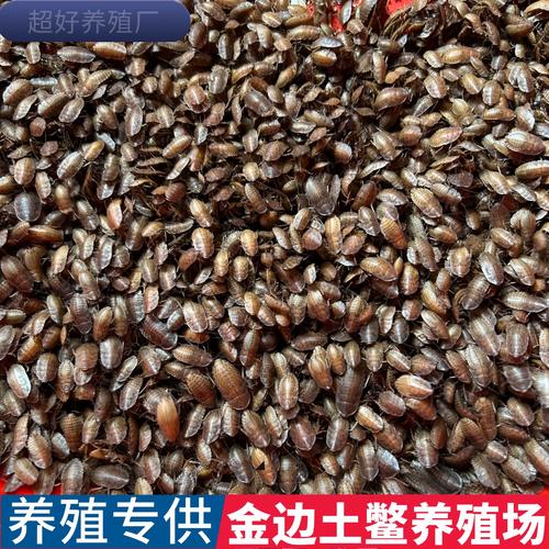 土元幼虫养殖技术要点有哪些？-图2