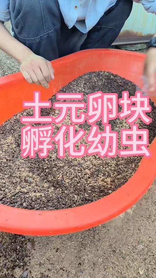 土元幼虫养殖技术要点有哪些？-图3