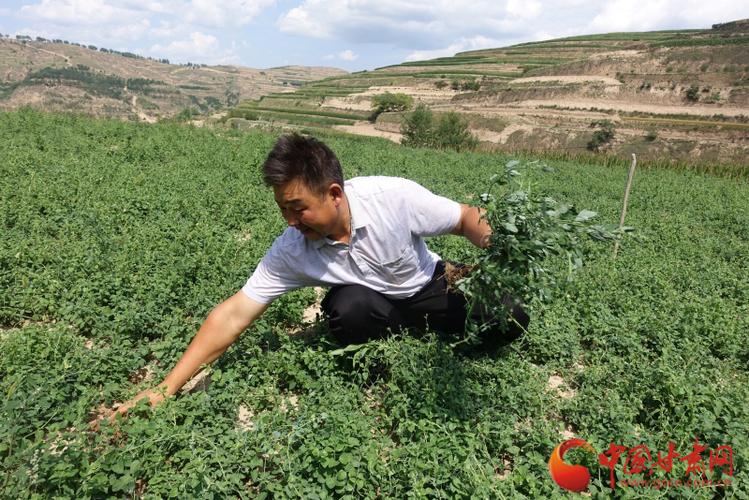 党参种植技术与价格有何关联？-图3