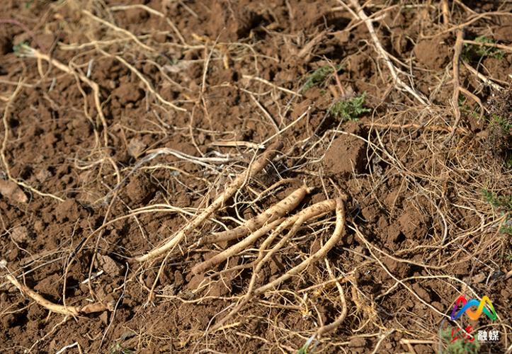 党参种植技术与价格有何关联？-图2