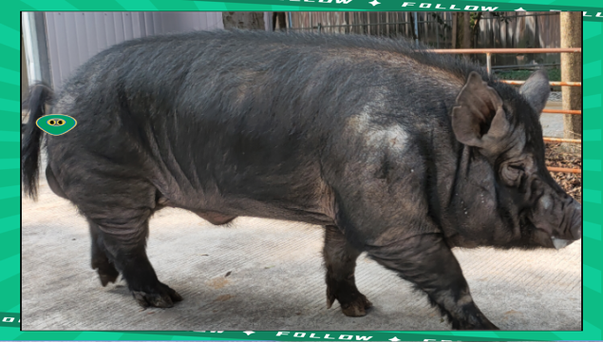 四川猪品种到底有多少个？-图2