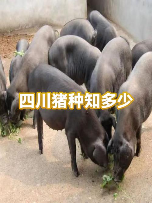 四川猪品种到底有多少个？-图1