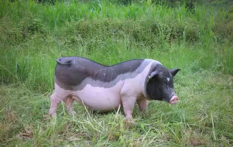 四川猪品种到底有多少个？-图3