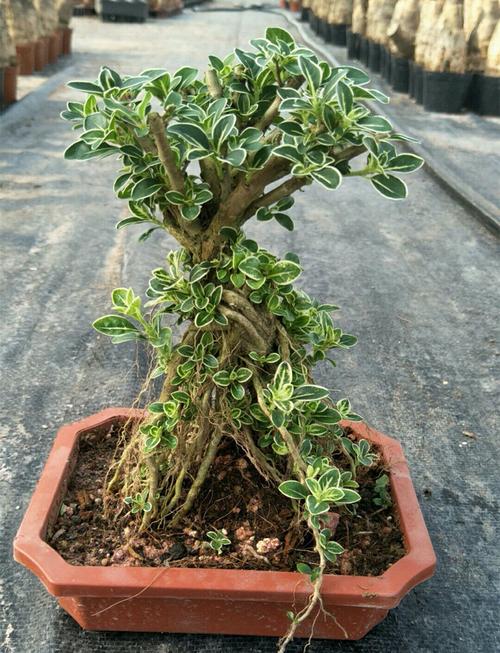 六月雪哪个品种最好养又好看？-图2