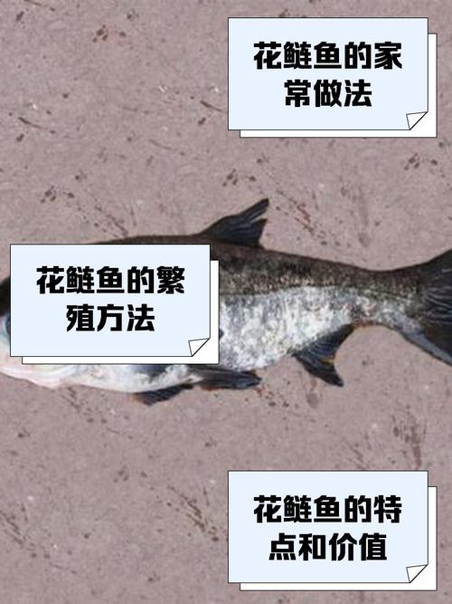 今天白沙洲花连鱼多少钱一斤？-图3