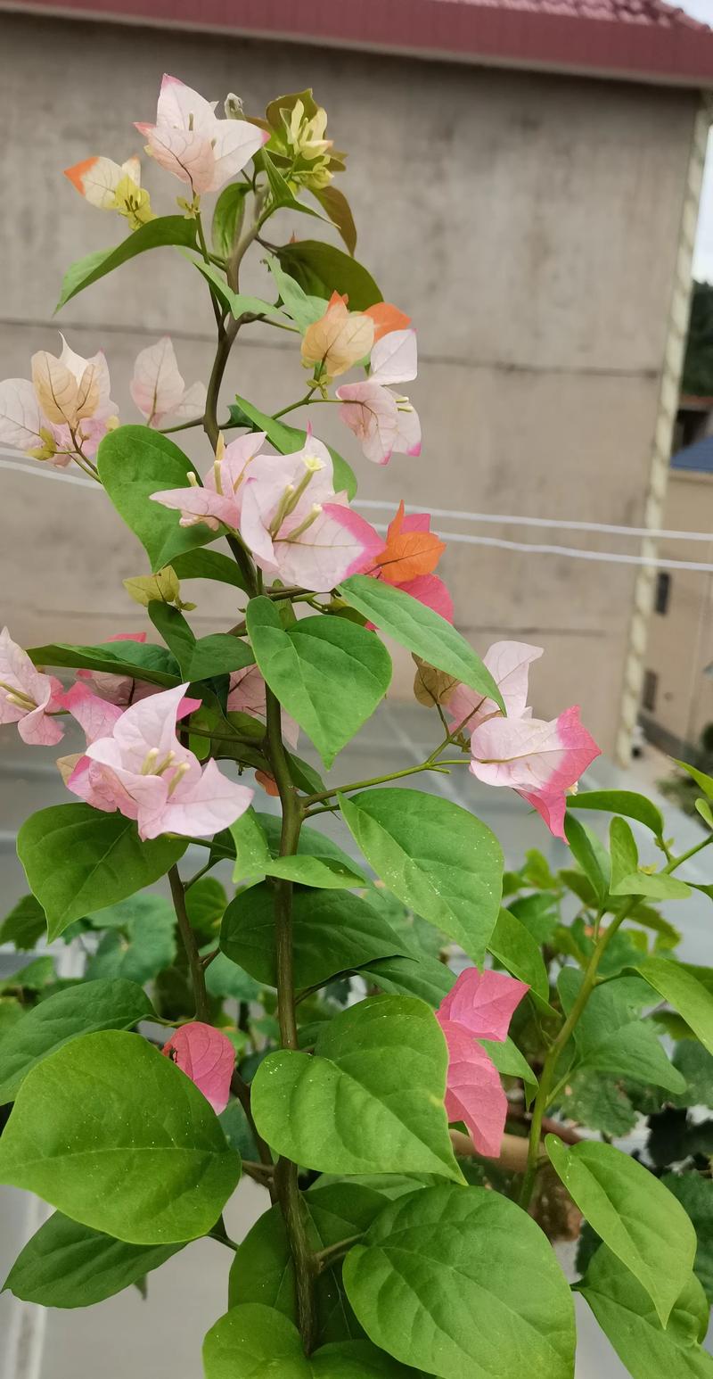 哪种三角梅品种最漂亮？-图1