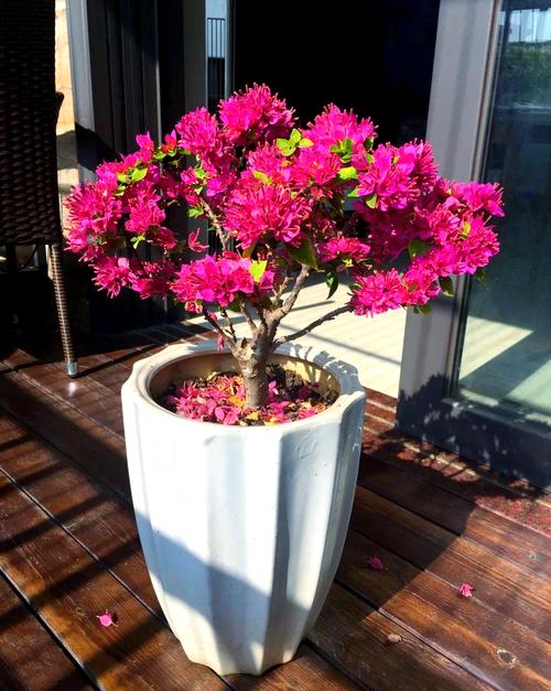 哪种三角梅品种最漂亮？-图2