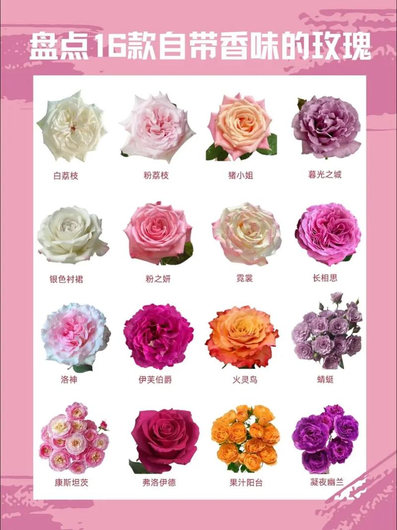 玫瑰花真有五色品种吗？-图1