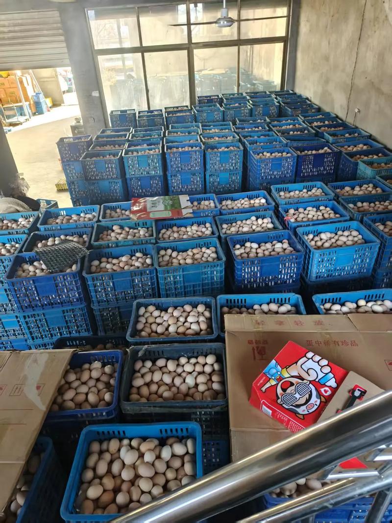 辽宁鸡蛋产地批发价格多少钱一斤？-图1