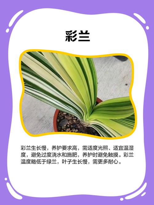 君子兰五大品种具体是哪些？-图1