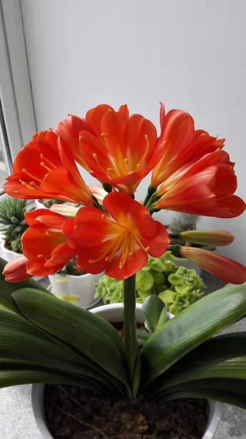 君子兰五大品种具体是哪些？-图2