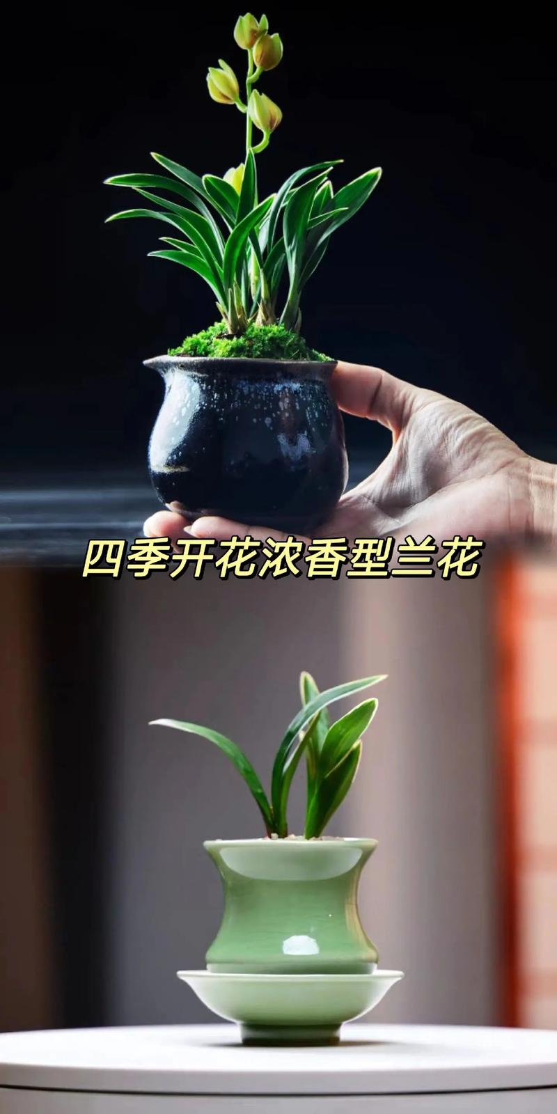 四季兰有哪些常见品种？-图2