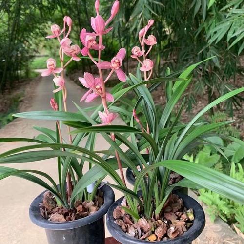 四季兰有哪些常见品种？-图1