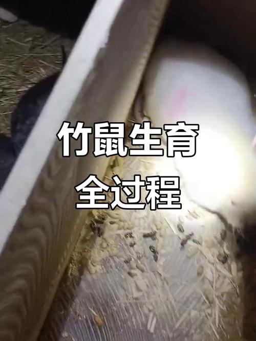 竹鼠幼鼠养殖技术要点有哪些？-图1