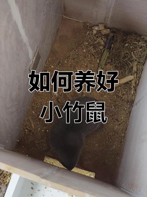 竹鼠幼鼠养殖技术要点有哪些？-图2