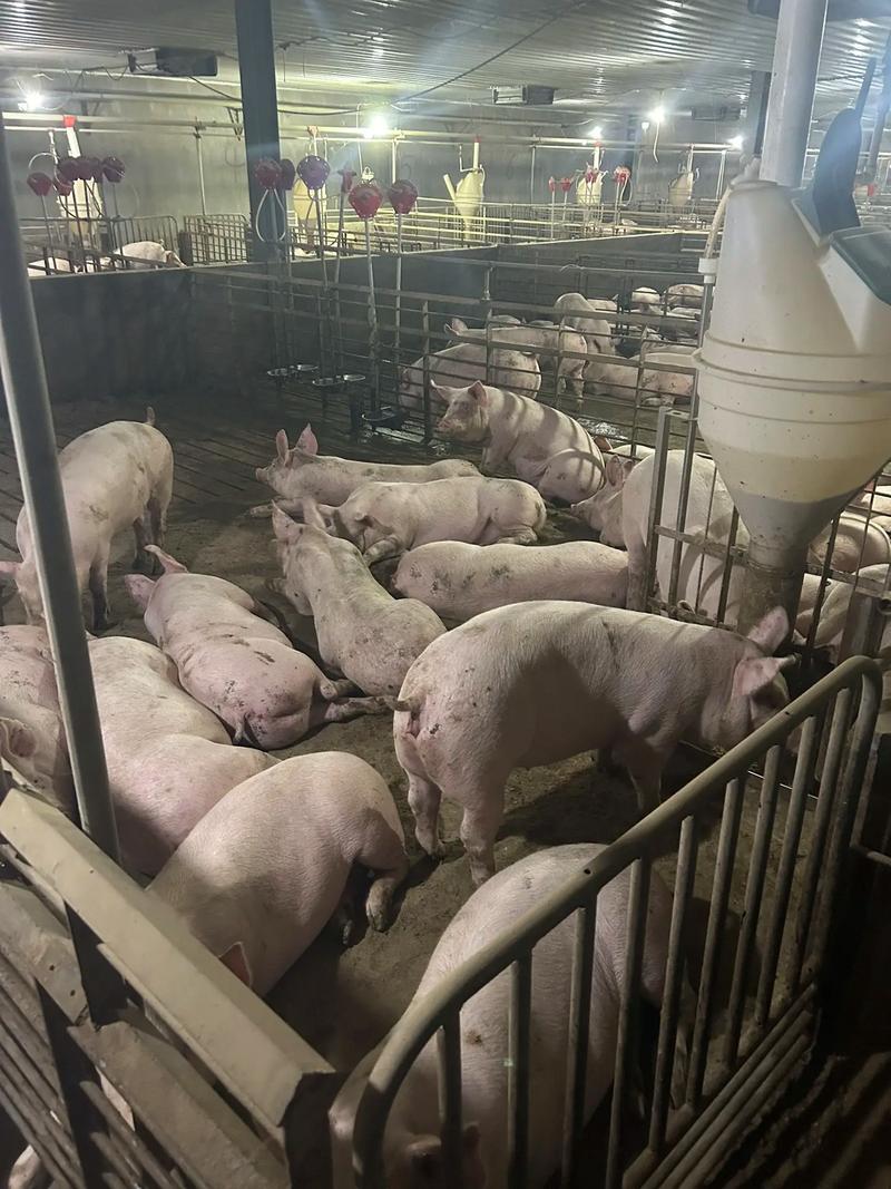 农村科学养猪视频怎么学？关键技巧有哪些？-图2