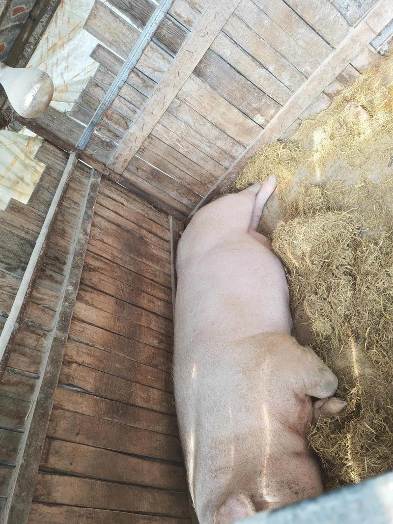 农村科学养猪视频怎么学？关键技巧有哪些？-图1