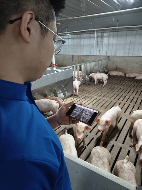 农村科学养猪视频怎么学？关键技巧有哪些？-图3