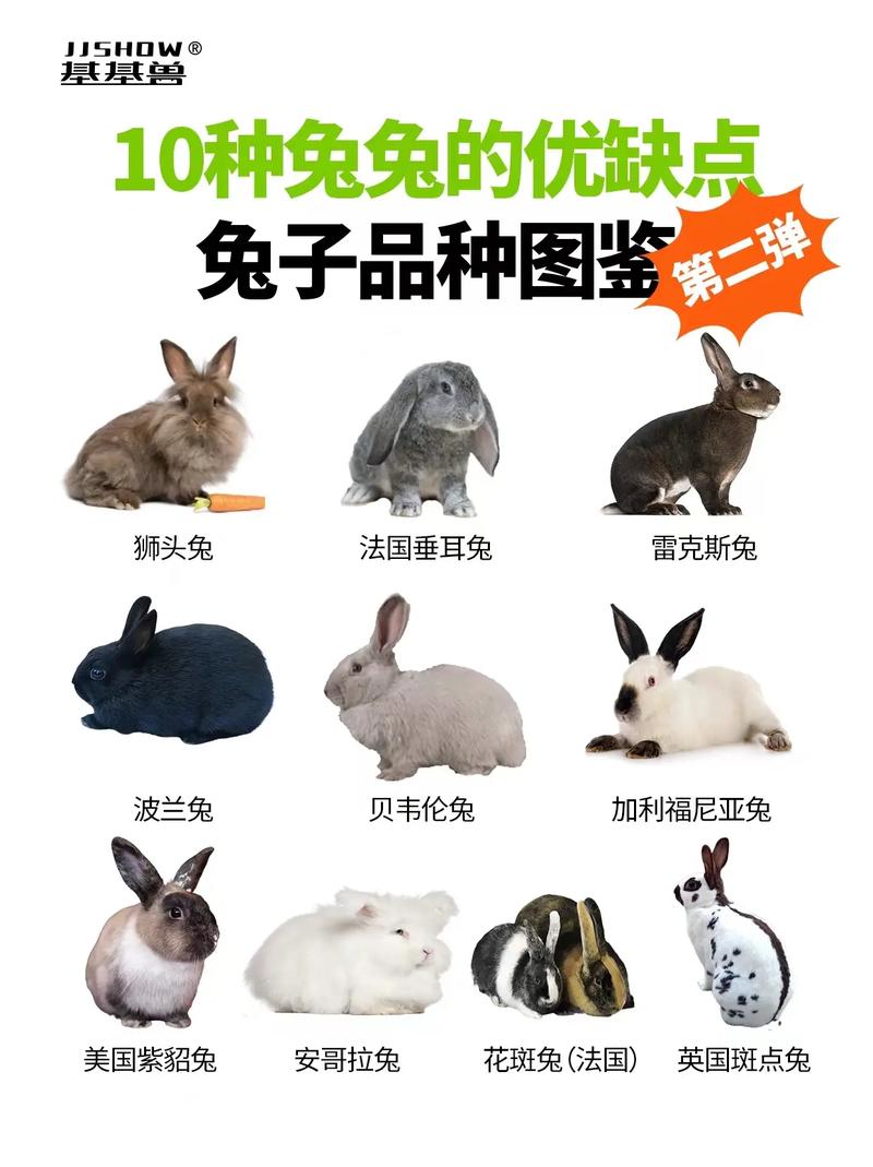 宠物兔有哪些常见品种？-图2