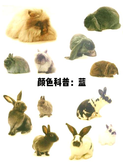 宠物兔有哪些常见品种？-图3