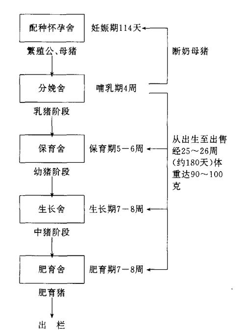 种母猪饲养管理有何关键技术？-图2