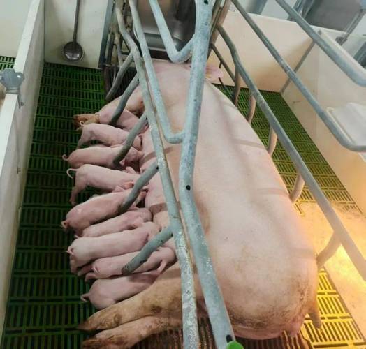 种母猪饲养管理有何关键技术？-图3