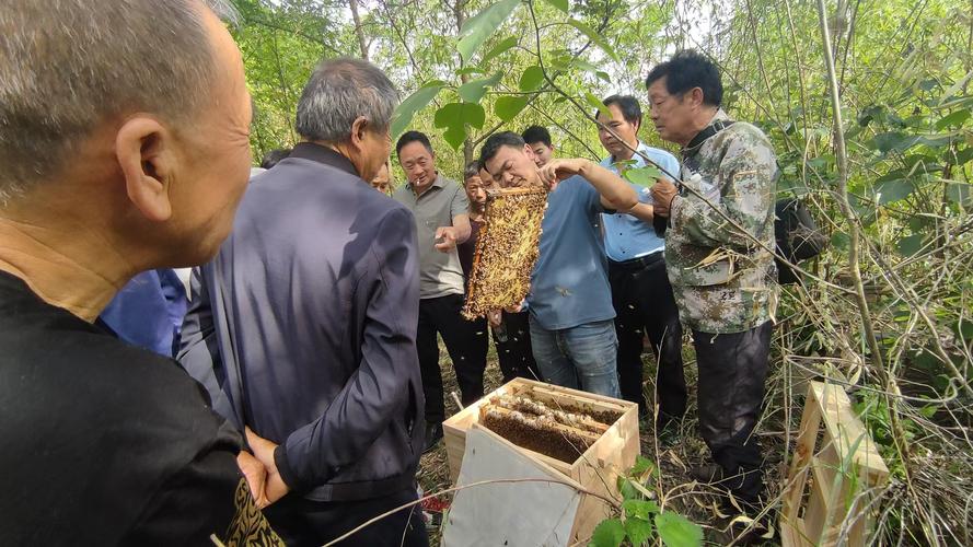 中蜂秋季管理有哪些关键技术？-图1