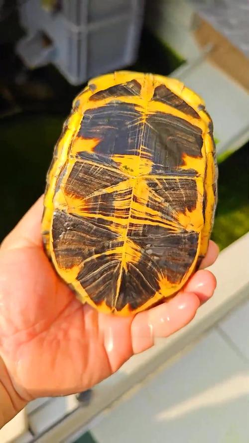 金头龟六品种，哪种更具观赏价值？-图3