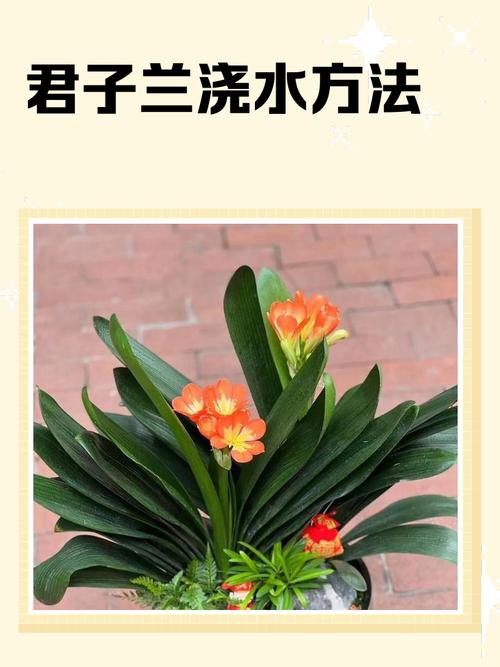 君子兰新品种如何高效培育？-图1