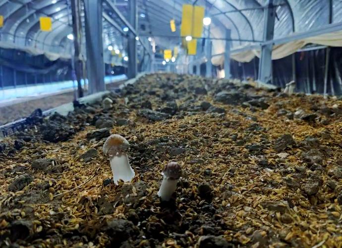 稻草怎么种大球盖菇？-图1