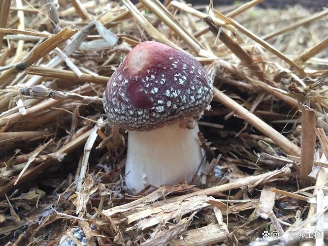 稻草怎么种大球盖菇？-图2