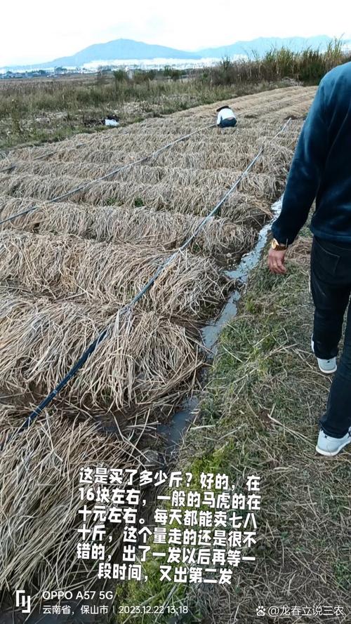 稻草怎么种大球盖菇？-图3