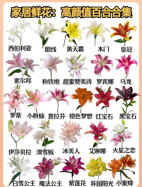 百合花品种大全图解，常见品种有哪些？-图1
