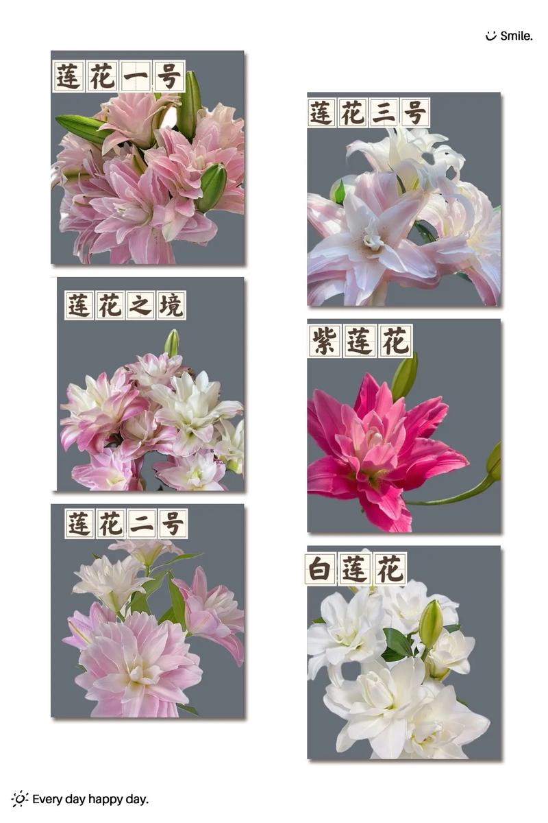 百合花品种大全图解，常见品种有哪些？-图2