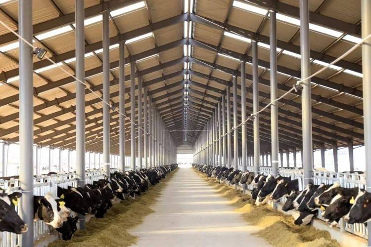 奶牛养殖新技术视频有哪些看点？-图2