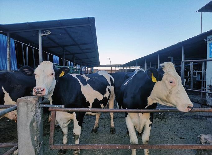 奶牛养殖新技术视频有哪些看点？-图1