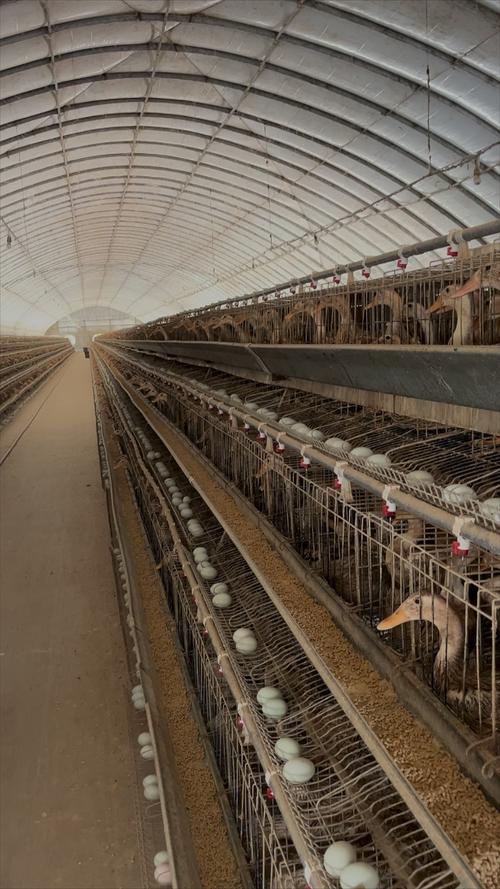 大棚蛋鸭养殖技术视频怎么学才高效？-图3