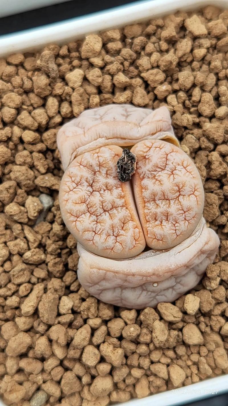 好品种生石花价格范围是多少？-图1