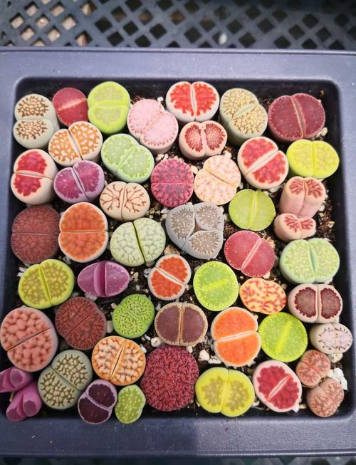 好品种生石花价格范围是多少？-图2