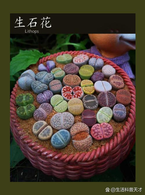 好品种生石花价格范围是多少？-图3