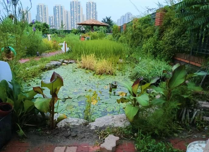 池塘鱼鸭混养，如何平衡共生与效益？-图1