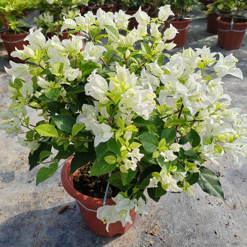 白色三角梅分哪些品种？-图1