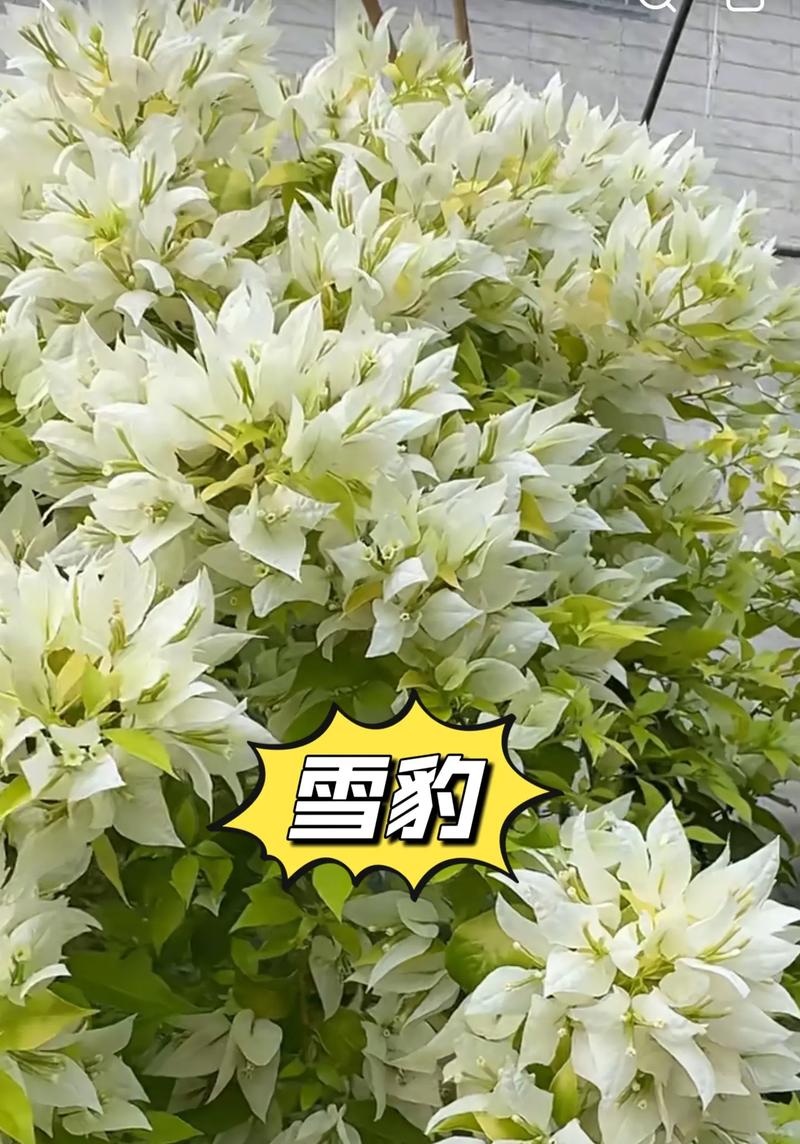 白色三角梅分哪些品种？-图2