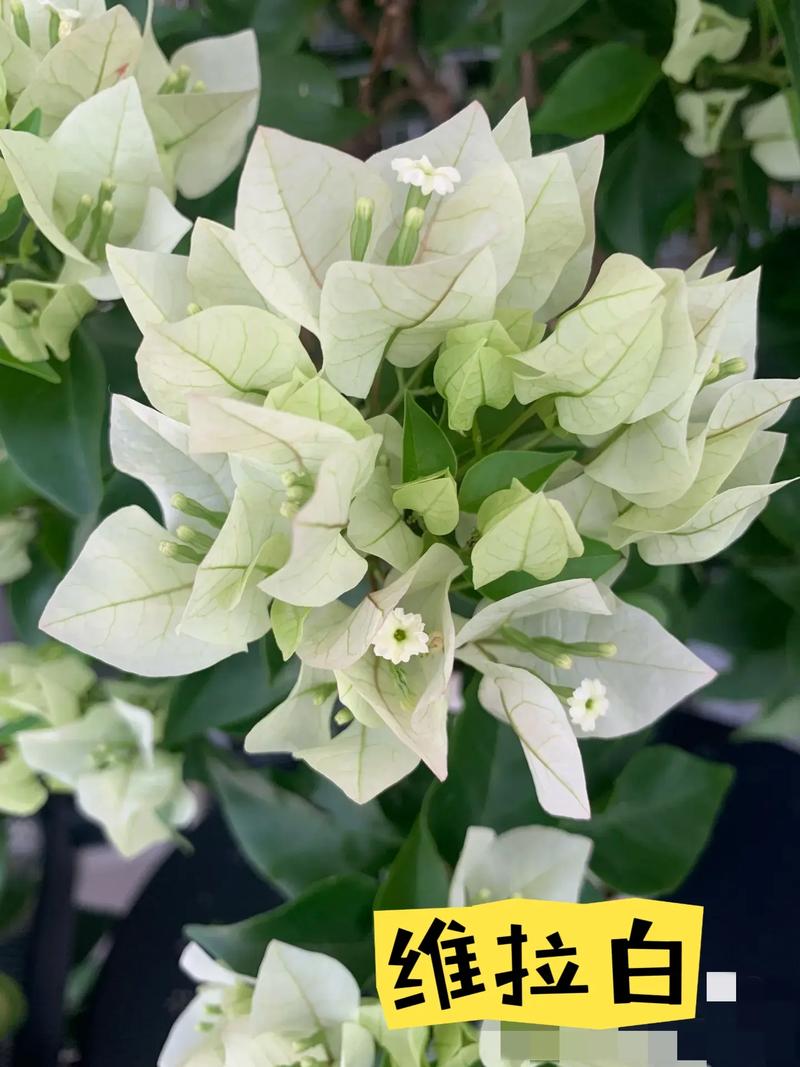 白色三角梅分哪些品种？-图3