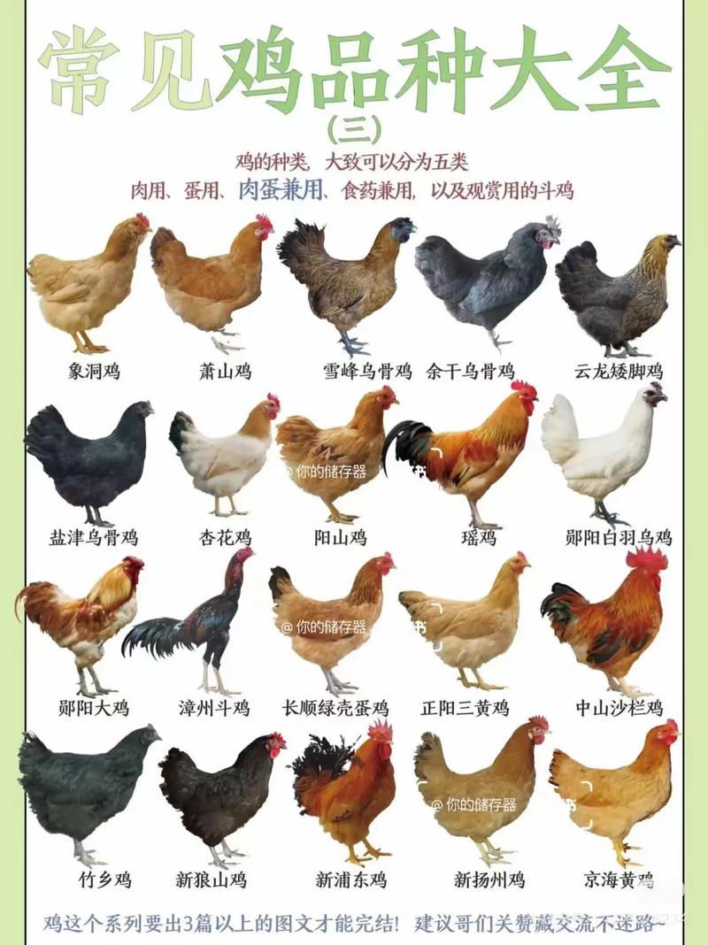 肉鸭前十品种有哪些？-图2