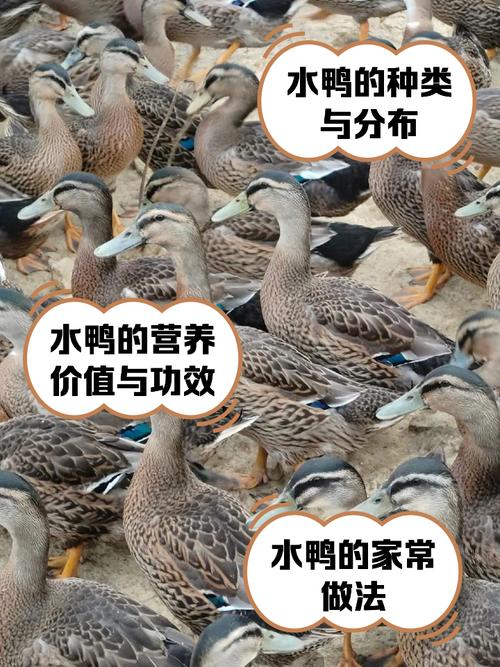 肉鸭前十品种有哪些？-图1